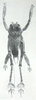 Pl. XXX. male, dorsal view. Depicts Schizodactylus inexspectatus (Werner, 1901), an Otu.