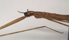 CollectionObject 1557945; 82488c0f-5e00-477b-9c3f-05536d232a06: copyright Natural History Museum, London. female, head and thorax, lateral view (paratype). (CollectionObject).;CollectionObject 1557946; c99e70f7-516a-4c8c-9245-478afe0d9f52: copyright Natural History Museum, London. female, head and thorax, lateral view (paratype). (CollectionObject).
