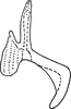 Aedeagus, lateral view: Aedeagus, lateral view. (Observation).