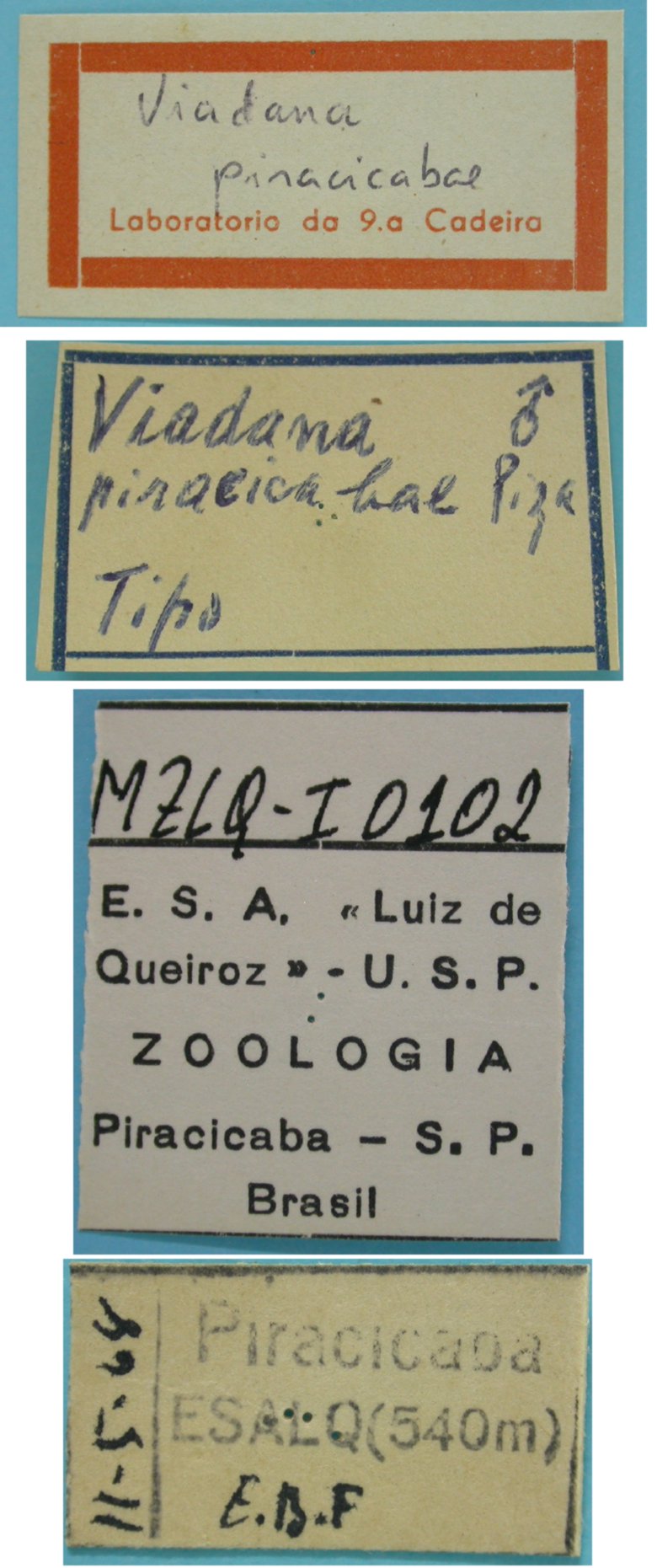 male, labels (syntype). Depicts CollectionObject 1542784; DEES MZLQ-I0102, 722b9cc1-998a-46c3-ad59-4f9f1c844f60, a CollectionObject.