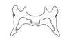 Chlorus bolivianus Bruner, 1913: Fig. 5X. epiphallus, dorsal view. (Otu).