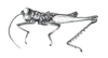 Malezacris hirsuta Amédégnato & Poulain, 1998: Fig. 29. Male, habitus. (Otu).