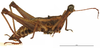 CollectionObject 1581758; ec06724c-936f-476c-8b0e-0b949fd2d0d0: male, lateral view (holotype). (CollectionObject).