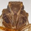 Head: !! display not done !! on Bothriocera datuna Kramer, 1983: (Observation).
