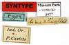 CollectionObject 1587359; MNHN(SF IMPORT DUPLICATE) MNHN-EP-EP3457, 2e294d32-2a87-48ac-9ed3-c2a71b1a5fa3: CC BY-NC-ND 4.0/MNHN - Depraetere Marion - 2014. Syntype, male, of lineaticollis Bolívar, 1897. Specimen number: MNHN-EP-EP3457. http://coldb.mnhn.fr/catalognumber/mnhn/ep/ep3457. (CollectionObject).