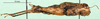 CollectionObject 1501095; 7bdf8cfe-6ca0-43ea-8238-d024e8f22729: female, lateral view (holotype). (CollectionObject).