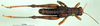 CollectionObject 1502802; 8e8d8747-a2ec-4187-b45d-808d644c8ef1: male, dorsal view (syntype of Serpusia deminuta). (CollectionObject).