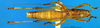 CollectionObject 1589085; 447db101-eaee-4486-8890-265d09e067ac: male, dorsal view (paratype). (CollectionObject).