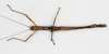 CollectionObject 1559098; NMW 218, 91e0d291-17fa-4ede-9a7d-7e8137449ae7: copyright NMW, Vienna. female, dorsal view (holotype). (CollectionObject).