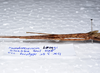 CollectionObject 1576187; 03a8f283-3590-45df-b165-9dc15fd95ddf: copyright SPM, Kinabalu. female: head & thorax, lateral view (paratype). (CollectionObject).