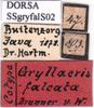 CollectionObject 1530861; a3b28bc0-378d-4592-aa5c-debe2a85952e: labels (syntype of Prosopogryllacris falcata). (CollectionObject).