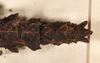 CollectionObject 1560994; 34482216-ad46-4d81-a992-9851a8cd1fc9: copyright UMO, Oxford. female of Phasma (Acanthoderus) bicoronata: end of abdomen, dorsal view (holotype). (CollectionObject).