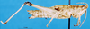 CollectionObject 1581349; 0174f971-78aa-4888-afeb-9e8625a5d8f4: female, lateral view (paratype). (CollectionObject).