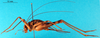 CollectionObject 1500988; 4d6e407f-b185-45d9-8cc4-88000d20b84a, DORSA BGphaaffS01: female, lateral view (holotype of Phaeophilacris affinis). (CollectionObject).