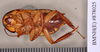 Eurycotis decipiens (Kirby, 1903): Holotype, unsexed, ventral. BMNH(E)#878025. (Otu).