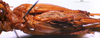 CollectionObject 1516508; NNM 3225875, 0e4424c4-8fdd-41fb-b832-4d1c8f77778d: female, ventral view (paratype of Salomona aeruginifrons). (CollectionObject).