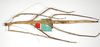 CollectionObject 1557399; 0e7fe868-4a1d-4bd3-af5b-c99814a9e649: copyright ZMB, Berlin. female of Bacteria bituberculata (holotype). (CollectionObject).