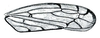 Forewing: Osbornellus auronitens, forewing. (Observation).