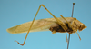 CollectionObject 1542714; DEES MZLQ-I0049, f344d4bc-58d8-4758-9d25-f1387412ccda: male, body lateral view (holotype). (CollectionObject).