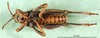 CollectionObject 1502765; b86f36a6-6247-41d2-9133-f411798bf307: male, ventral view (paratype). (CollectionObject).