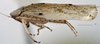 Habitus, lateral view: !! display not done !! on T4441: Loeia Duan, 2017: (Observation).