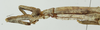 female, head, pronotum and legs in lateral view (paratype). Depicts CollectionObject 1573548; c6a91e02-ff5c-409b-af8a-a73d789c6788, a CollectionObject.