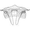 Abdomen, sternal apodemes, ventral view: Abdomen, sternal apodemes, ventral view (male). (Observation).