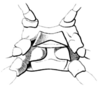 Pomatonota dregii Burmeister, 1838: Pl. 1, Fig. 1c. meso- and metasternum (Stilpnothorax loricatus). (Otu).