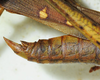 male abdomen tip, lateral view. Depicts CollectionObject 1498682; a6f71bae-af83-473d-8545-a86e47bb5a69, a CollectionObject.