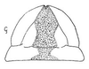 Ovipositor: !! display not done !! on Neophlepsius Linnavuori, 1955: Sternite VII. (Observation).