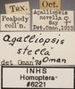 Other: !! display not done !! on Agalliopsis stella Oman, 1970: Labels. (Observation).