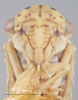 Head: !! display not done !! on Agalliopsis (Agallaria) oculata (Van Duzee, 1890): Head. (Observation).