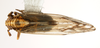 Habitus, dorsal view: !! display not done !! on Peregrinus maidis (Ashmead, 1890): (Observation).