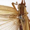CollectionObject 1529820; 50f1a515-fcf5-4b97-a401-14cd929a492a: male, dorsal view (lectotype of Tylopsis meruensis). (CollectionObject).