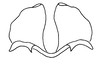 Zoniopoda omnicolor (Blanchard, 1843): Fig. 3A. epiphallus, frontal view. (Otu).
