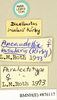 Ancaudellia insularis (Kirby, 1903): Copyright Natural History Museum, London. Labels from paralectotype (adult female) in BM(NH). (Otu).