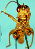 CollectionObject 1503820; a4c66e6b-e0bc-49b4-8b3e-120d09fa6fad: male, frontal view (holotype). (CollectionObject).