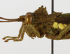 CollectionObject 1588757; de861199-7116-44f1-878c-2dba98413728: male head and pronotum, lateral view. (CollectionObject).