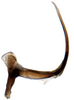 Aedeagus, lateral view: !! display not done !! on Tetartostylini Wagner, 1951: Tetartostylus n.sp., aedeagus laterally (INHS). (Observation).