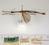 CollectionObject 1560011; 75a7c4ba-ffea-4ade-b14a-b476794be1cd: copyright ZMUH, Hamburg. male, lateral view (holotype). (CollectionObject).