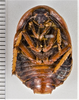 CollectionObject 1863349; 09aac49e-260f-4749-9ad0-c359bf7b12a4: (CollectionObject).