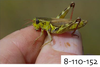 Melanoplus uinta Otte, 2012: (Otu).