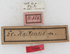 CollectionObject 1531188; 50b062db-a865-4c00-ae02-37d0a1f89f8b: labels (holotype of Gryllacris haitensis). (CollectionObject).