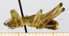 CollectionObject 1597516; 55bbbff4-ce9c-4143-9b6e-e2611638e56e: male, lateral view (holotype). (CollectionObject).