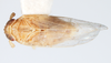 Habitus, dorsal view on Delphacodes mesada Caldwell, 1951: (Observation).