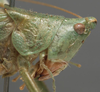 CollectionObject 1505694; 71d9b173-705e-483f-858c-efaff0dcd09e: male head and pronotum, lateral view (syntype of Conocephalus aztecus). (CollectionObject).