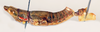 CollectionObject 1506166; 54f39716-a888-4c16-977c-261a113079d1: male, lateral view (lectotype of Orthacris escheri). (CollectionObject).
