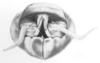 Ceuthophilus (Ceuthophilus) seclusus Scudder, 1894: Fig. 37. epiproct. (Otu).