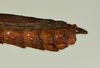 CollectionObject 1563629; eb99ebf3-3b6b-464b-968e-c99f01253e1f: copyright USNM, Washington. male: end of abdomen, lateral view (paratype). (CollectionObject).