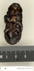 Panesthia paramonstruosa Roth, 1979: Copyright Natural History Museum, London. Paratype (adult male) in BM(NH). Ventral view. (Otu).